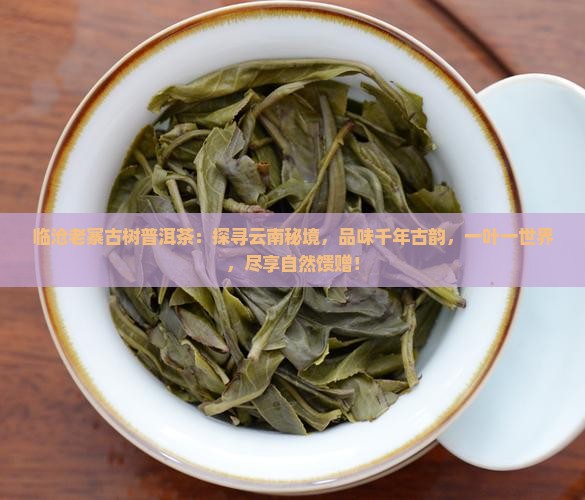 临沧老寨古树普洱茶