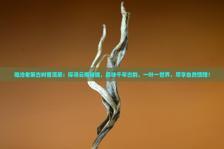 临沧老寨古树普洱茶