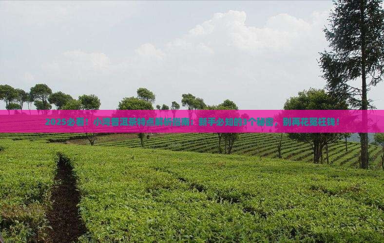 小湾普洱茶特点