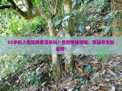 50的人可以吃熟普洱茶吗