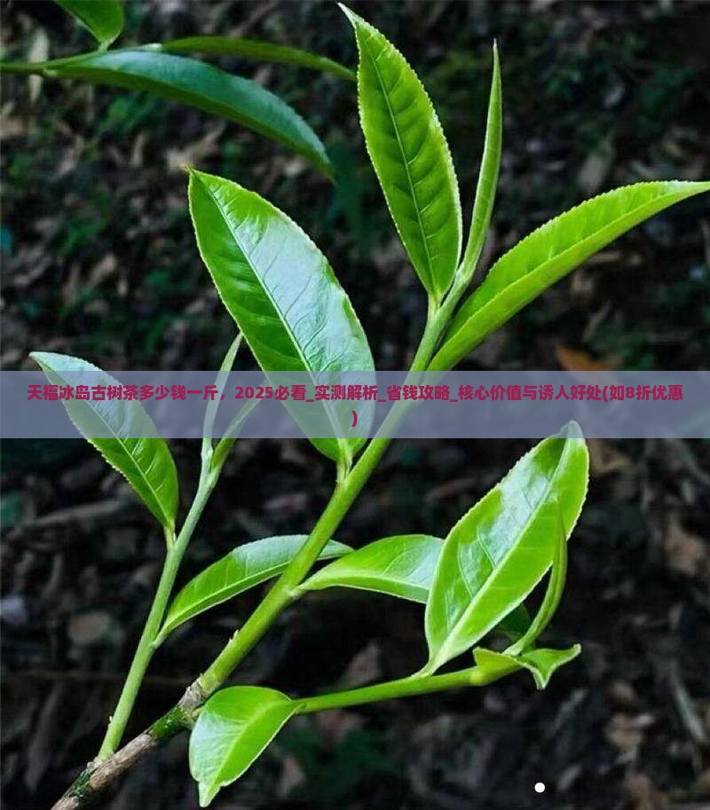 天福冰岛古树茶多少钱一斤