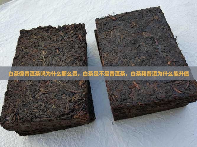 白茶像普洱茶吗为什么那么贵