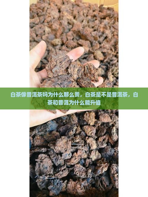 白茶像普洱茶吗为什么那么贵
