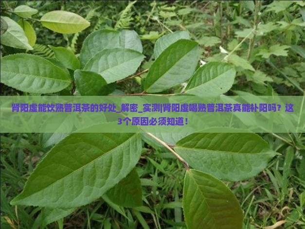 肾阳虚能饮熟普洱茶的好处