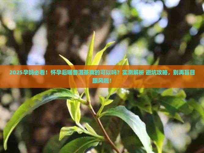 怀孕后喝普洱茶可以吗
