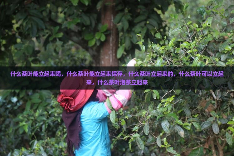 什么茶叶能立起来