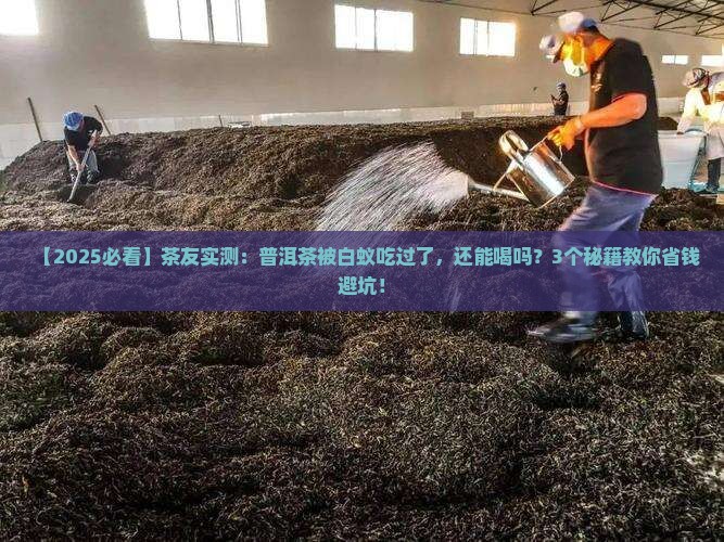 普洱茶被白蚁吃过了