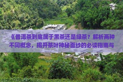 普洱茶是否属黑茶