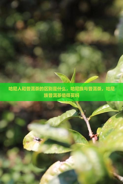 哈尼人和普洱茶的区别