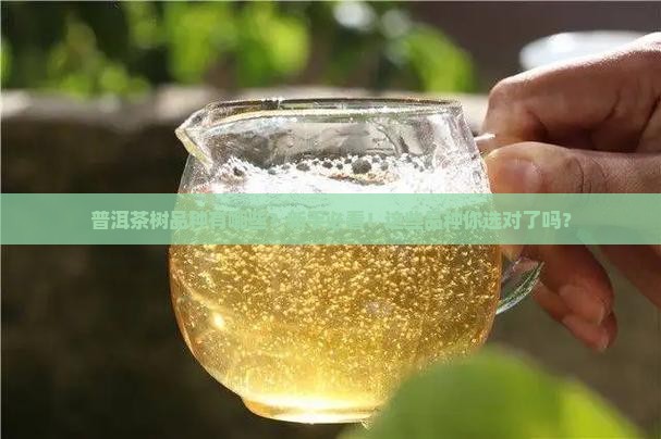 普洱茶树品种有哪些