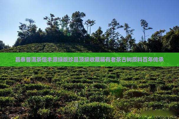 昌泰普洱茶恒丰源绿版珍品