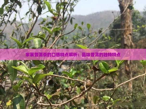 丁家寨普洱茶的口感特点解析