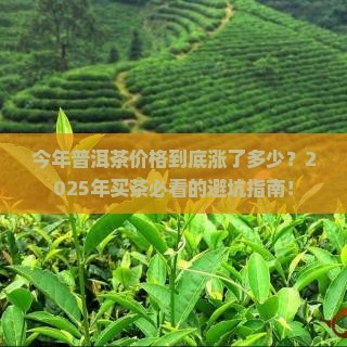 今年普洱茶价格