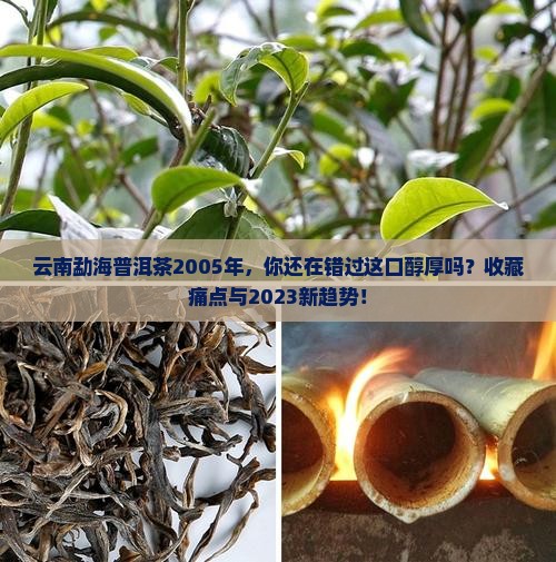云南勐海普洱茶2005年