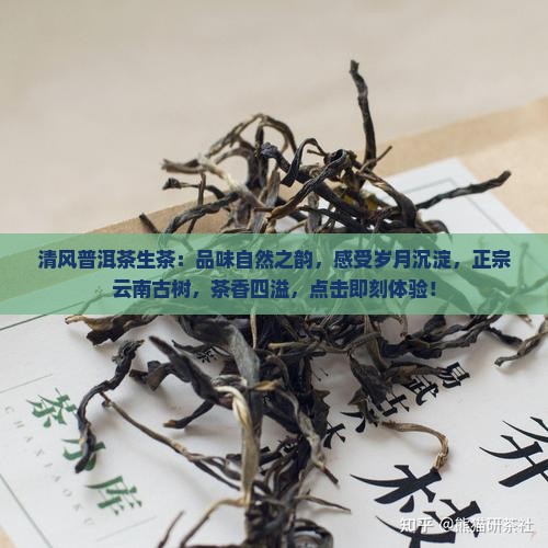 清风普洱茶生茶