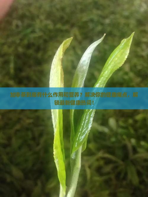加非茶有什么作用营养