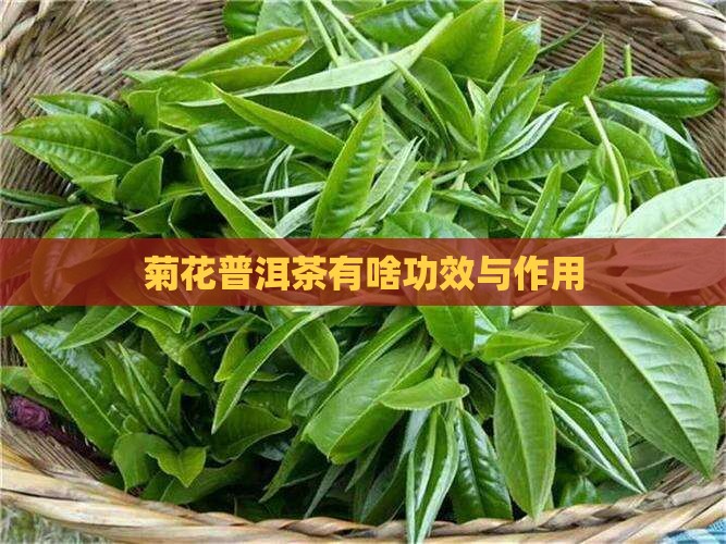 菊花普洱茶有啥功效与作用