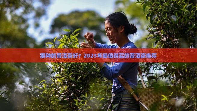 那种品牌的普洱茶好