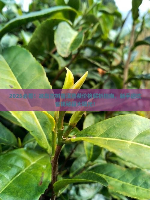 冰岛古树普洱茶熟茶价格