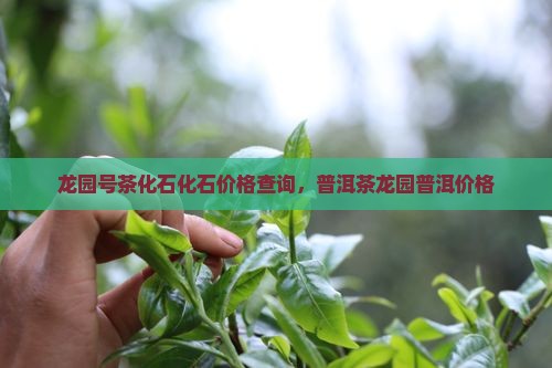 龙园号茶叶龙园号茶化石价格查询