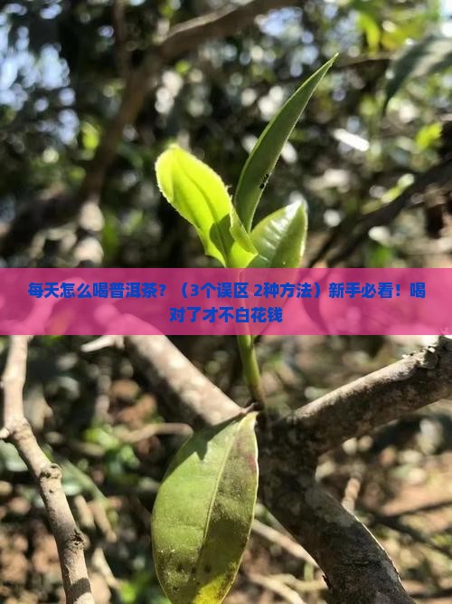 每天怎么喝普洱茶