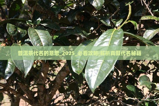 普洱茶代名的意思