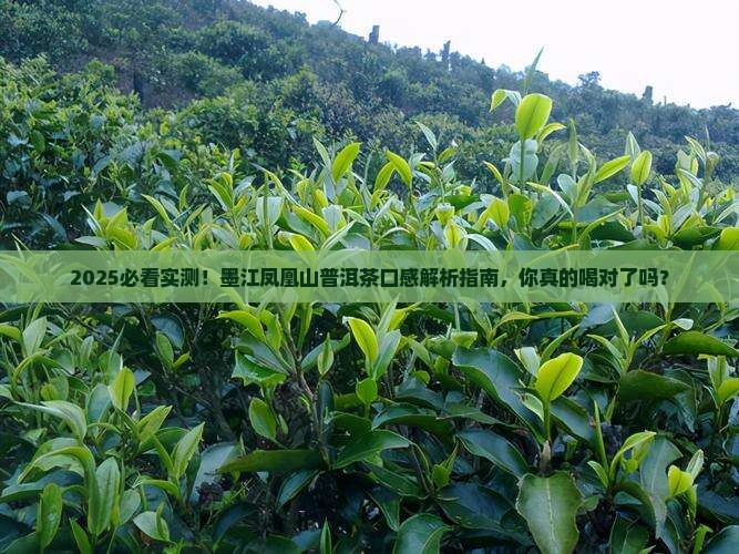 墨江凤凰山普洱茶口感