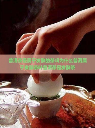 普洱茶是属于发酵的茶吗