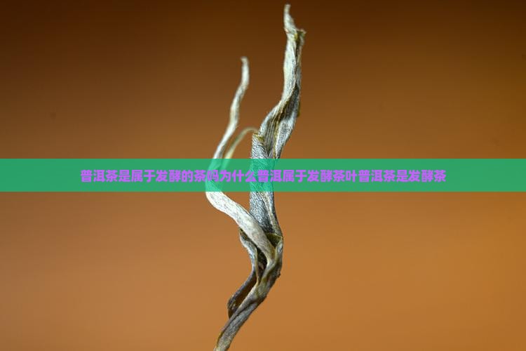 普洱茶是属于发酵的茶吗