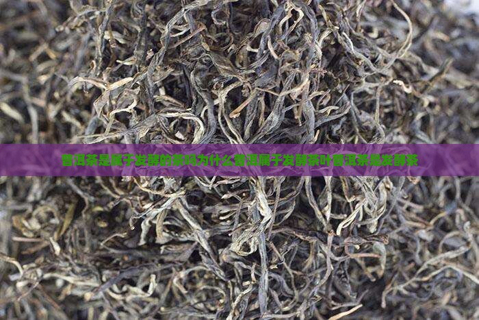 普洱茶是属于发酵的茶吗