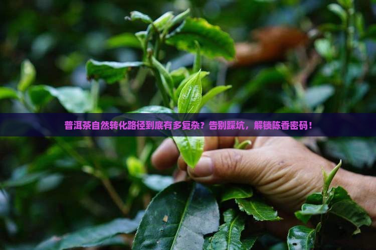 普洱茶自然转化路径
