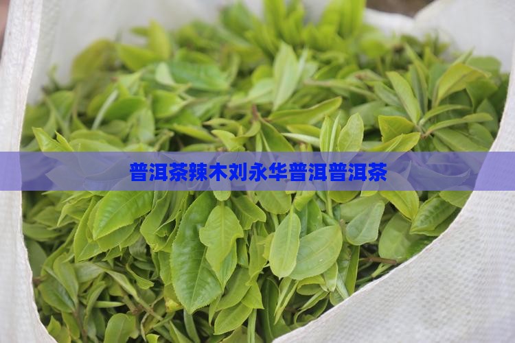 普洱茶辣木刘永华