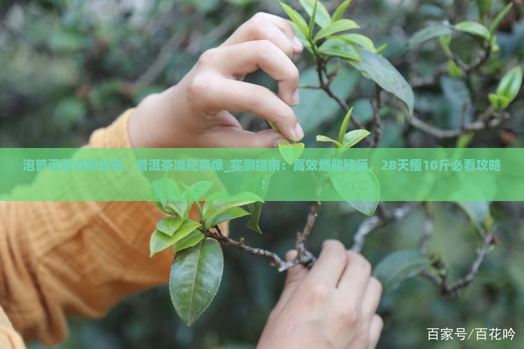 泡普洱茶减肥食谱