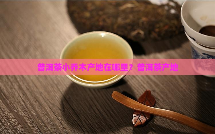 小乔木普洱茶产地是哪里