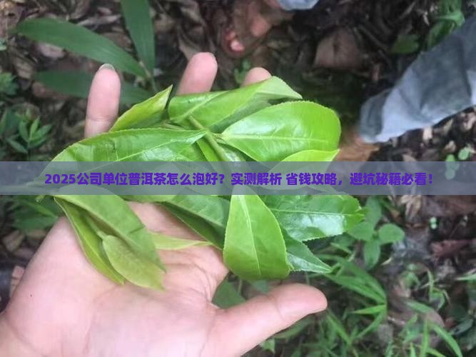 公司单位普洱茶怎么泡好