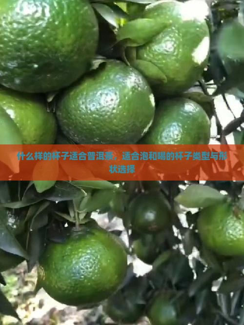 什么样的杯子适合普洱茶