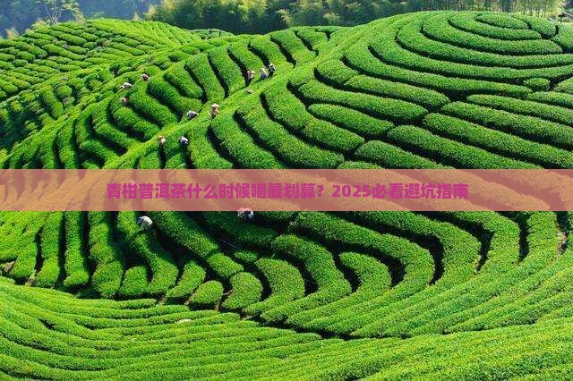 青柑普洱茶什么季节可以吗