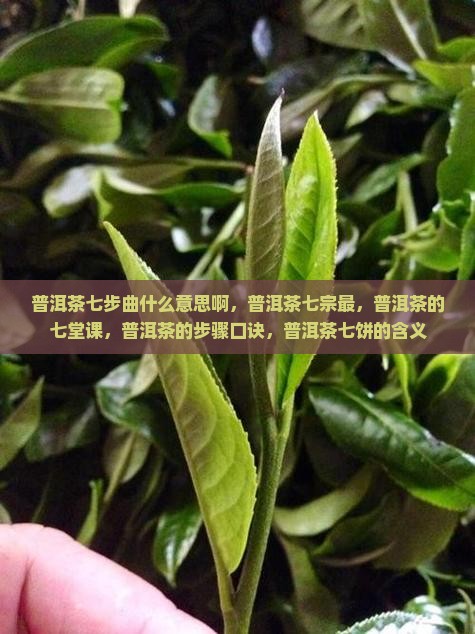 普洱茶七步曲什么意思