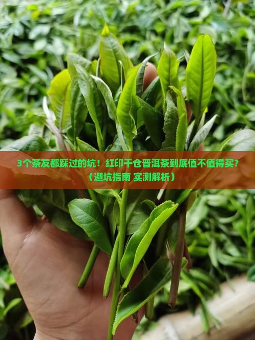 红印干仓普洱茶