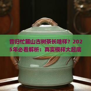 昔归忙麓山古树茶长啥样