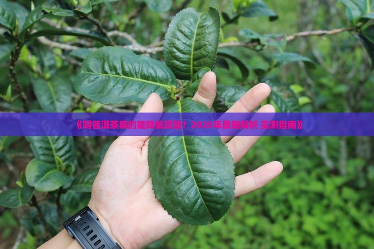 喝普洱茶可以降低尿酸吗