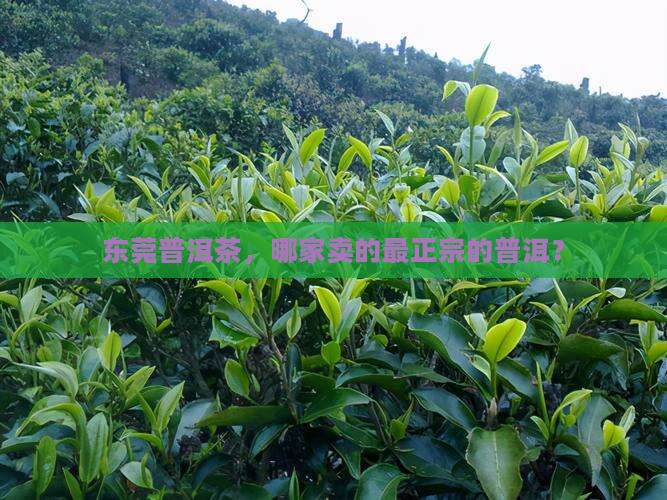 东莞普洱茶哪家好卖的最正宗