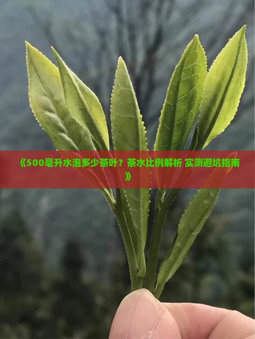 500毫升水泡多少茶叶