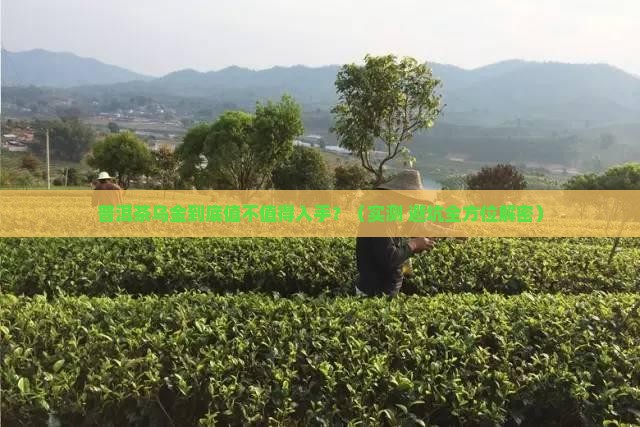 普洱茶乌金如何