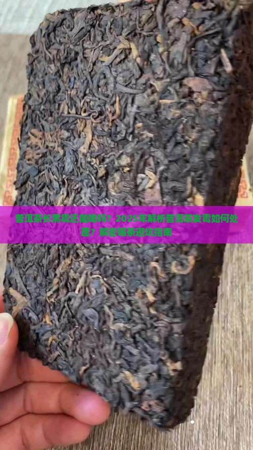 普洱茶黑霉能喝