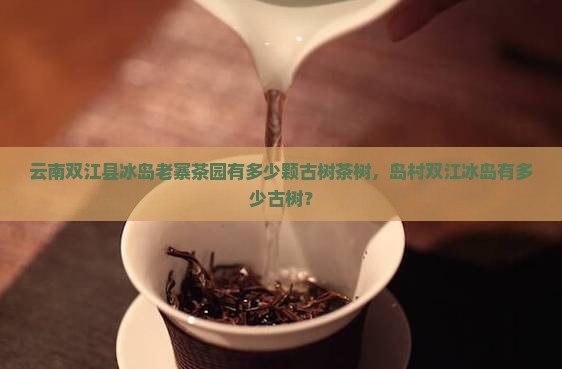 冰岛村有多少颗古树茶