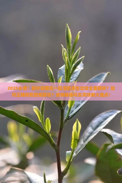 茶叶和菊花一起泡有什么功效