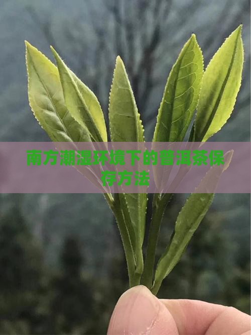 南方潮湿普洱茶怎么保存