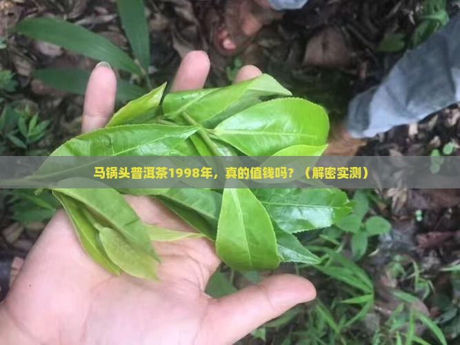 马锅头普洱茶1998年