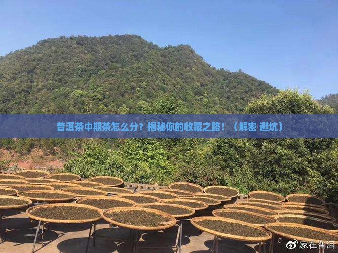 普洱茶中期茶怎么分